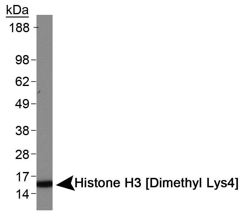 Western Blot: Histone H3 [Dimethyl Lys4] AntibodyBSA Free [NB21-1022]